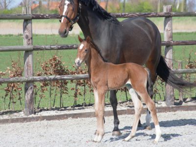 2016 Lexington met moeder