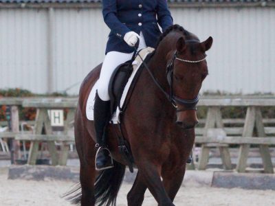 dressuur tweedaagse Oostmoer