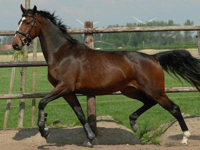 Grimaldi 450x910