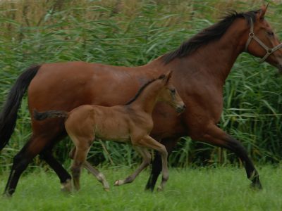 Pasturing mare and foal