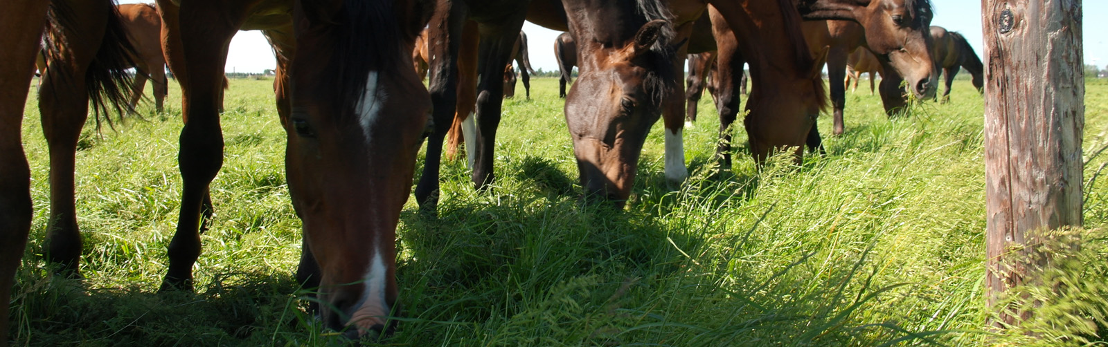 Paarden wei header