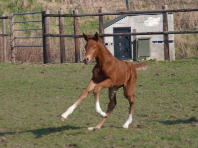 Hummer veulen 2012