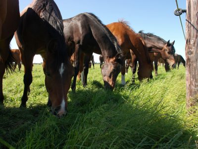 Grazende paarden in de wei