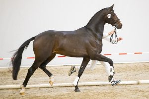 Lennox W (Grand Galaxy Win x Rouseau)