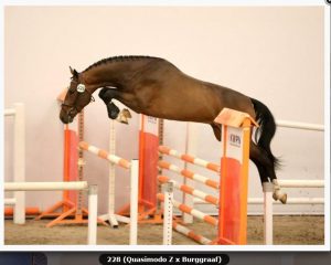 Leo the Lion (Quasimodo Z x Viscount)