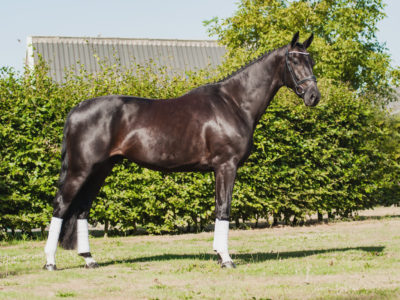 2019_Kingston_stand